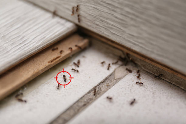 Best Affordable Pest Control Services  in Shelbyville, IN
